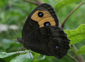 Common Wood Nymph Common Wood Nymph